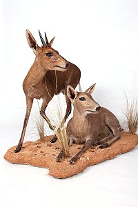 Scene Mounts