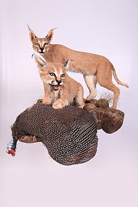 Scene Mounts