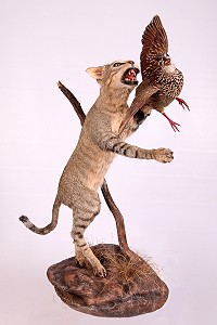Scene Mounts