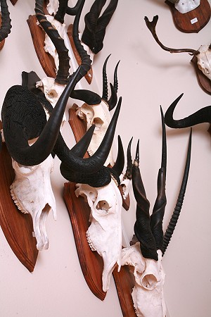 Skull Mount