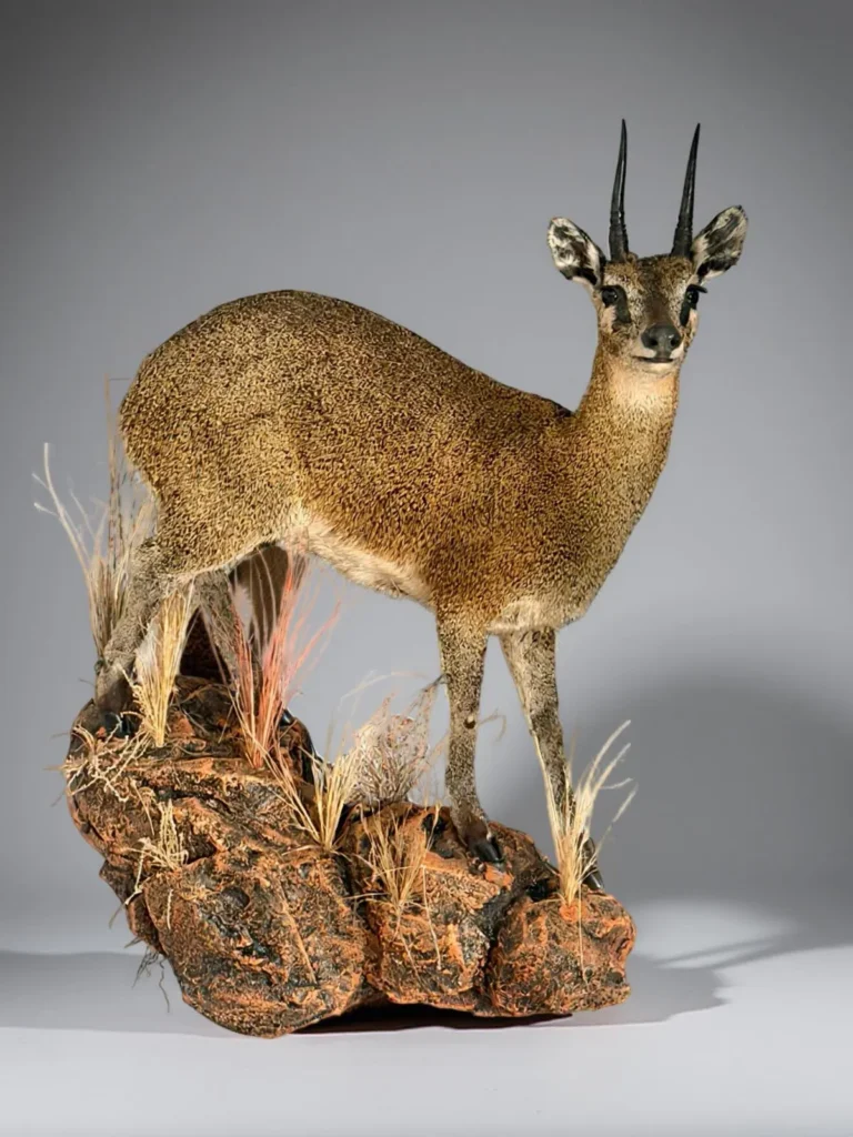Full Mounts by Savuti Taxidermy