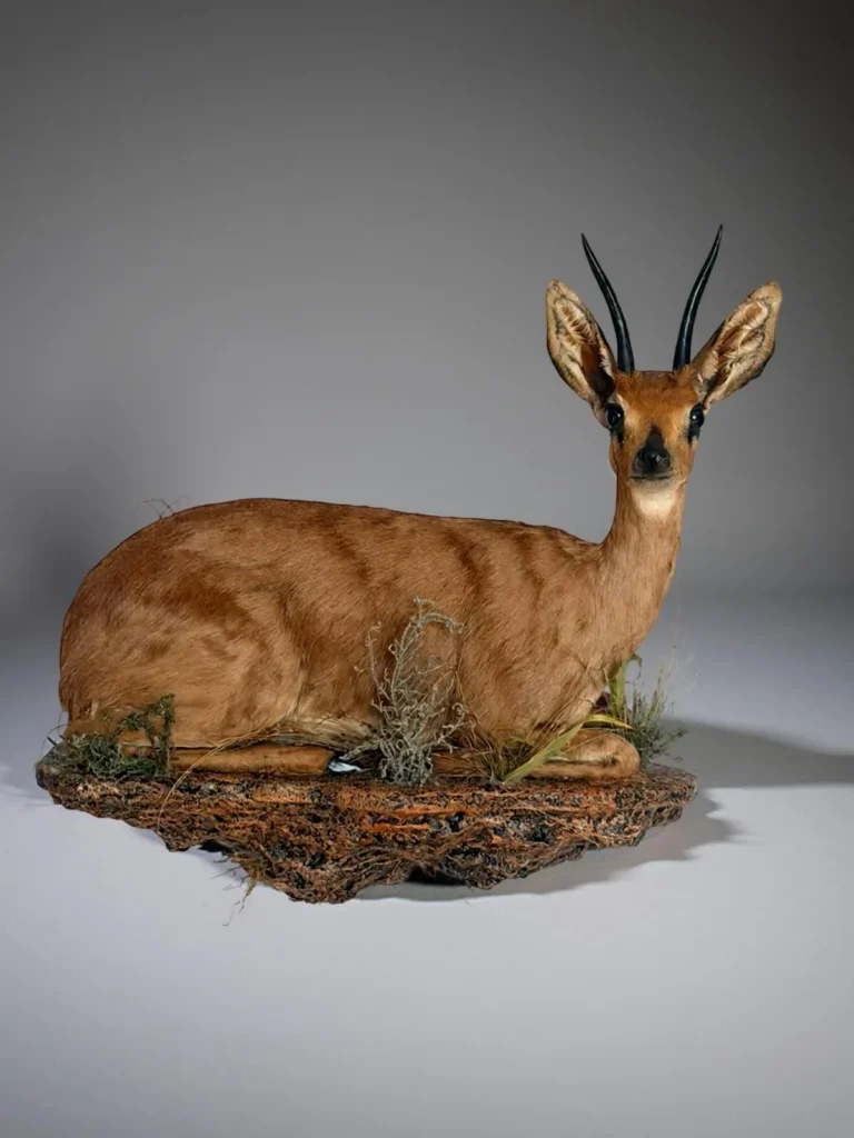 Full Mounts by Savuti Taxidermy