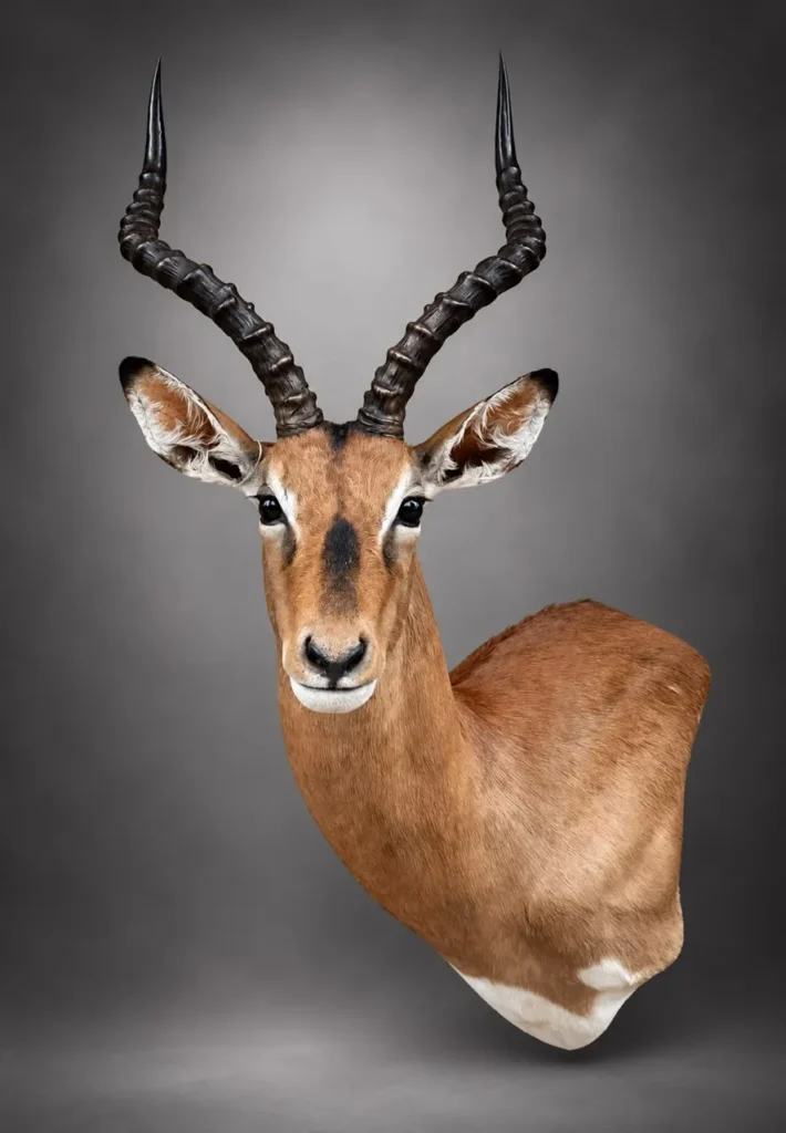 Shoulder Mounts by Savuti Taxidermy