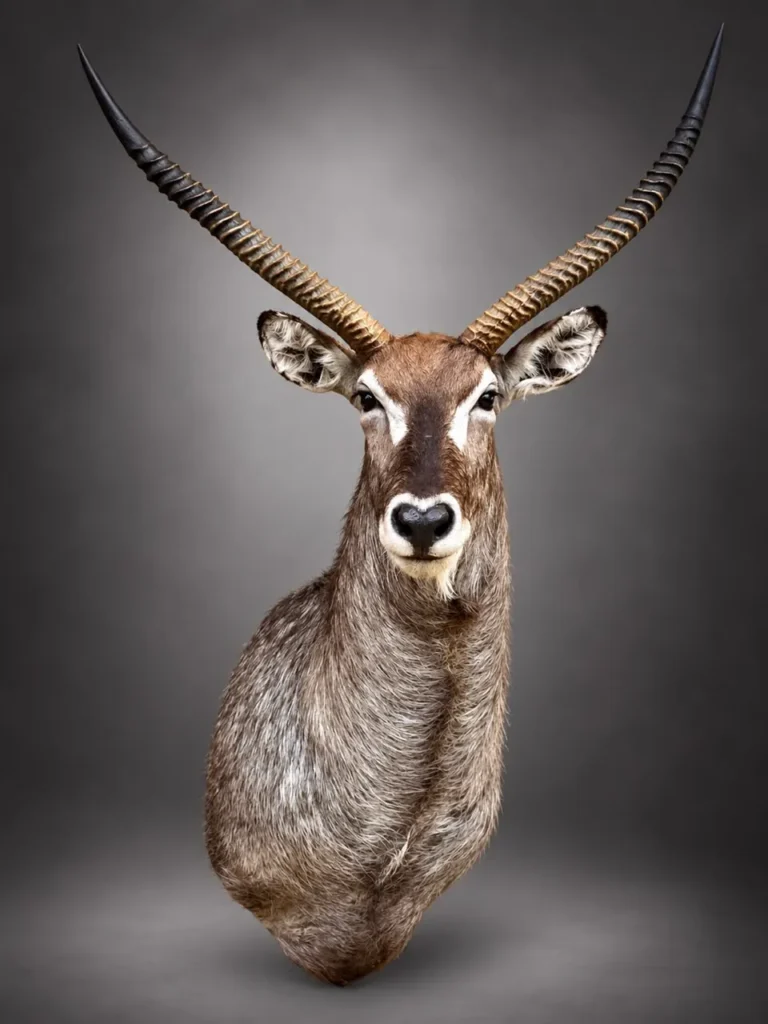 Shoulder Mounts by Savuti Taxidermy