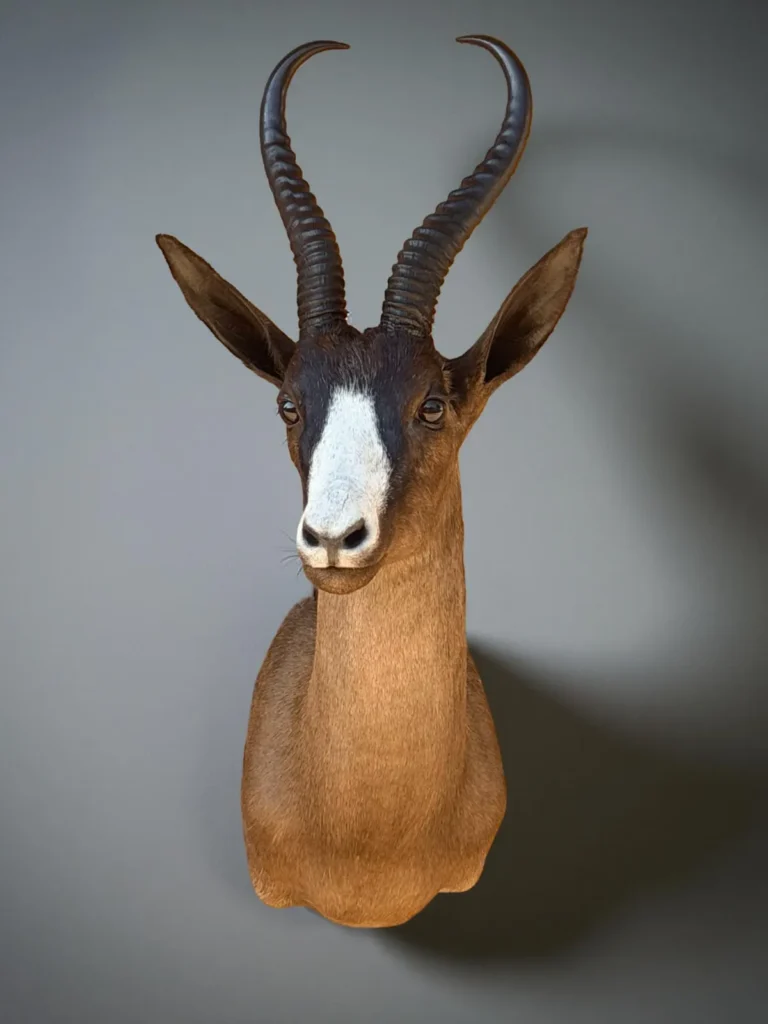 Shoulder Mounts by Savuti Taxidermy