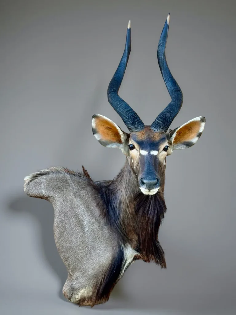 Shoulder Mounts by Savuti Taxidermy