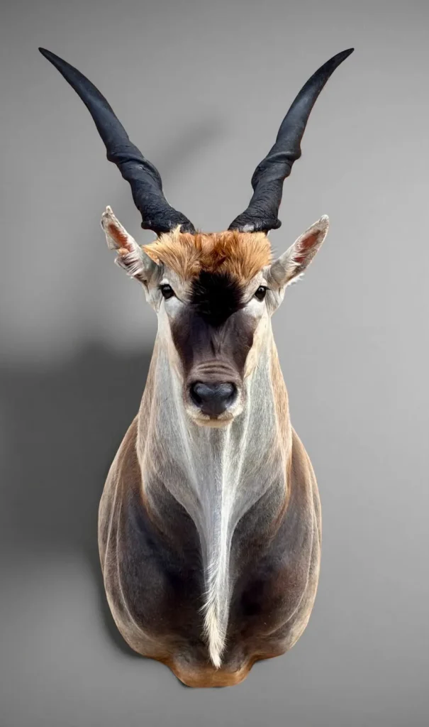 Shoulder Mounts by Savuti Taxidermy