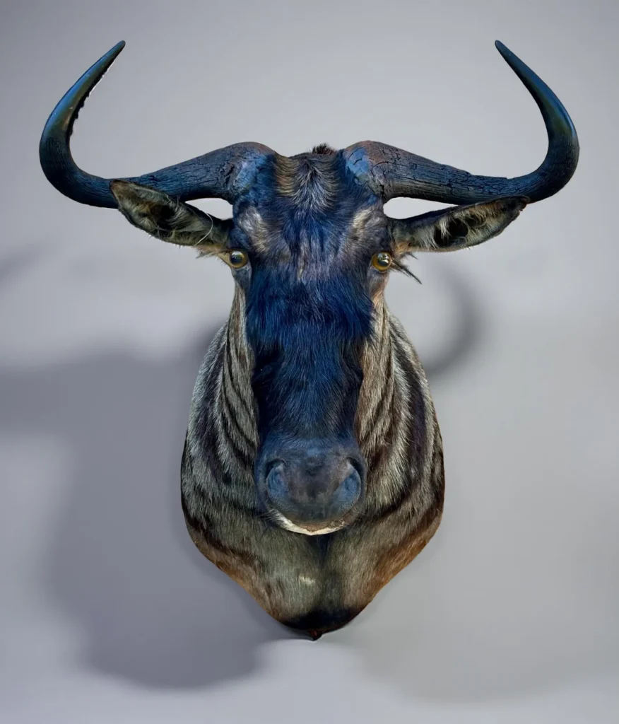 Shoulder Mounts by Savuti Taxidermy