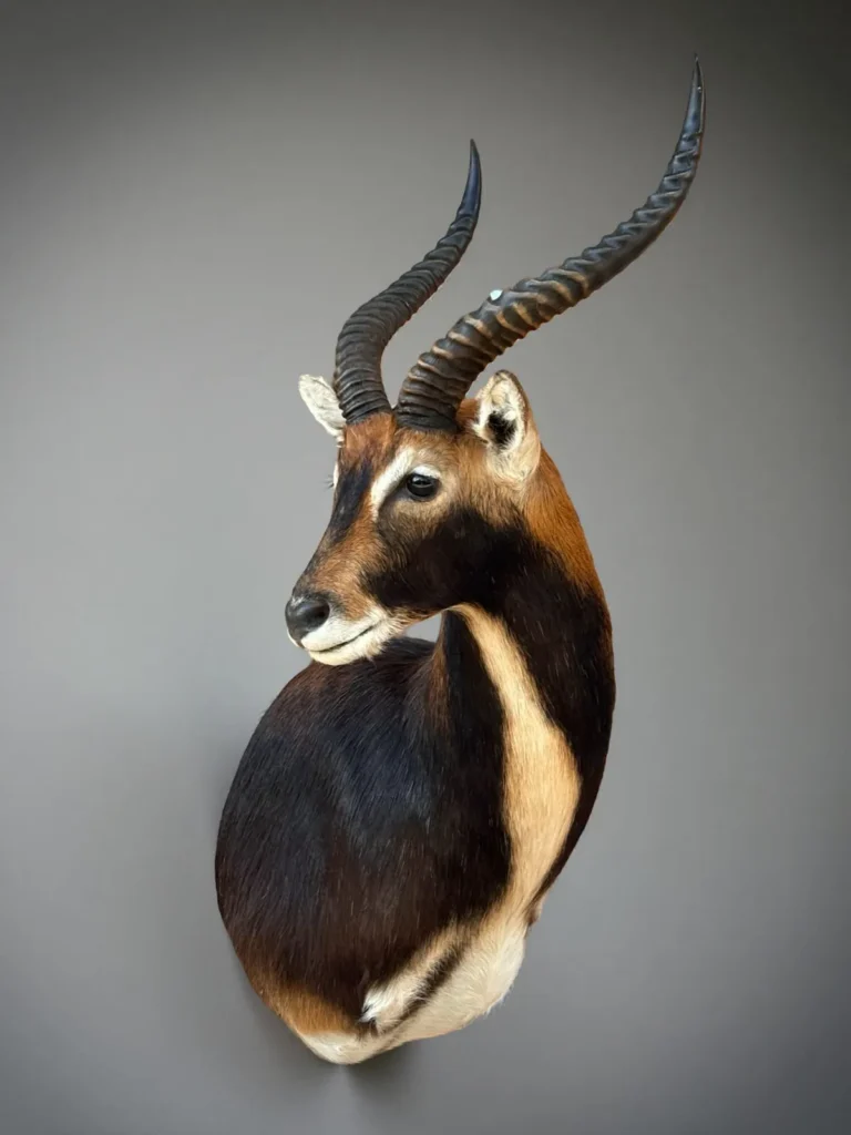 Shoulder Mounts by Savuti Taxidermy