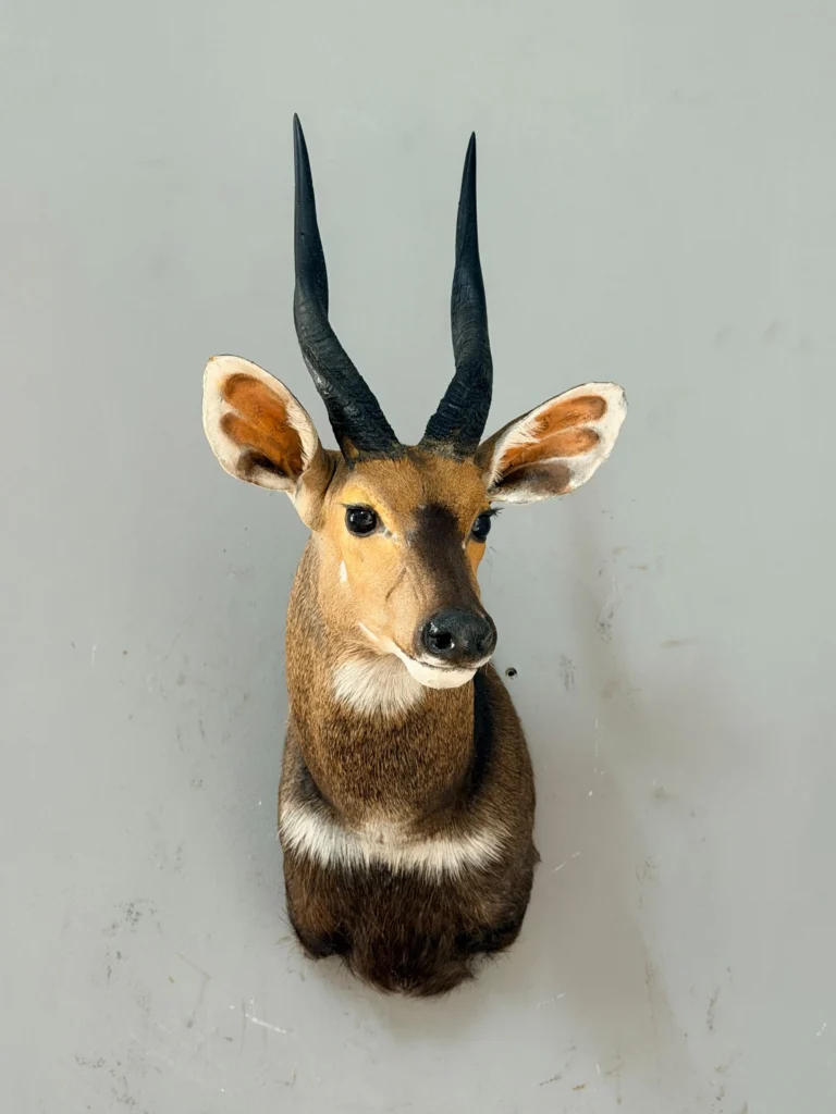 Shoulder Mounts by Savuti Taxidermy