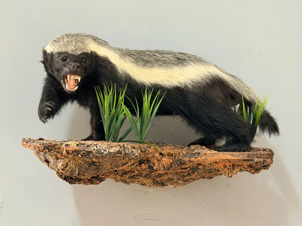 Full Mounts by Savuti Taxidermy
