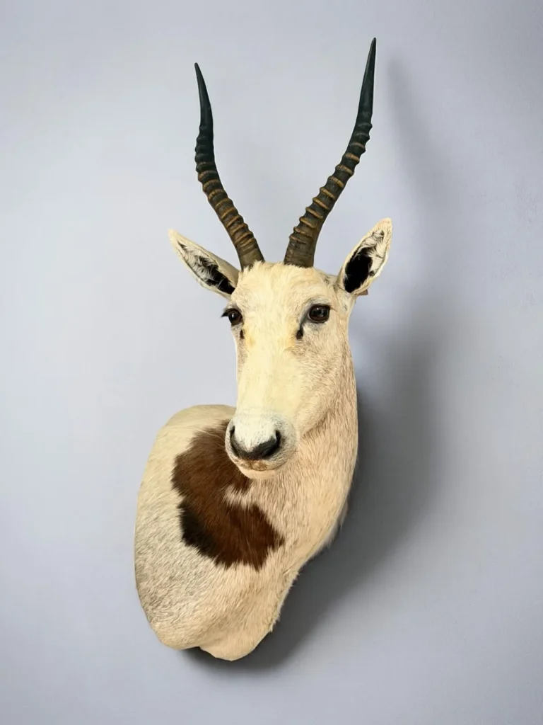 Shoulder Mounts by Savuti Taxidermy