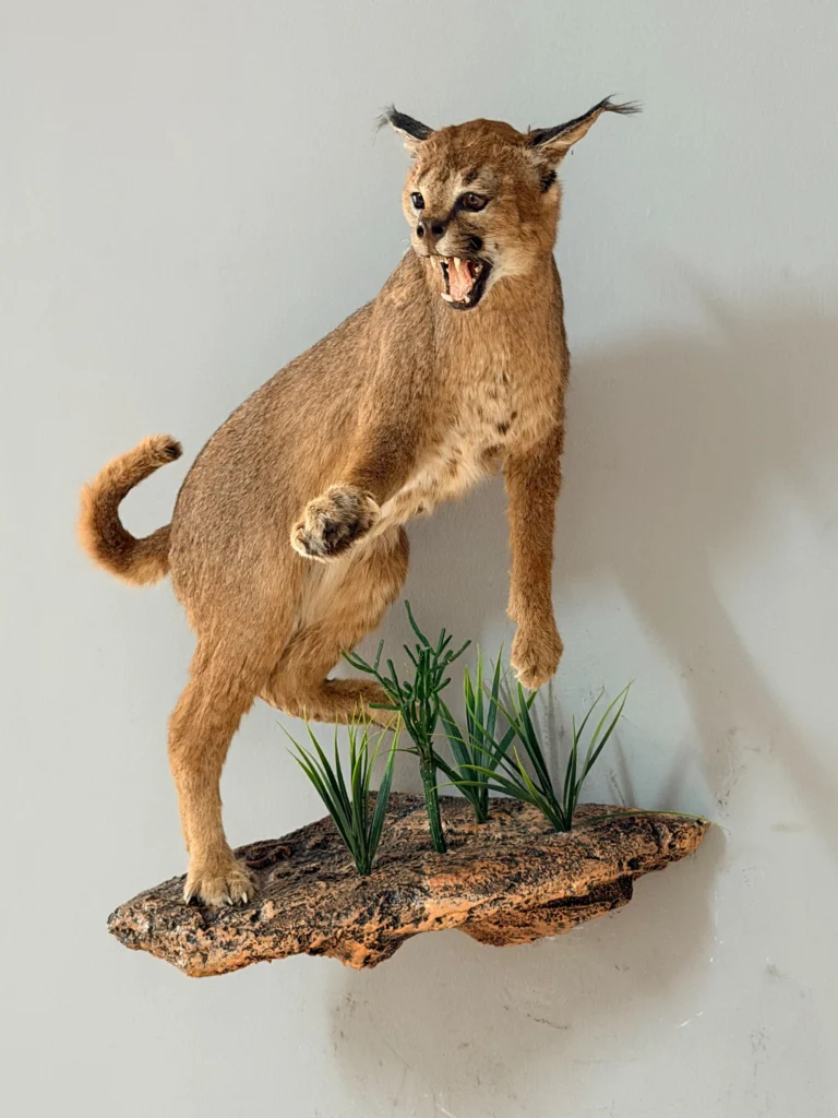 Full Mounts by Savuti Taxidermy