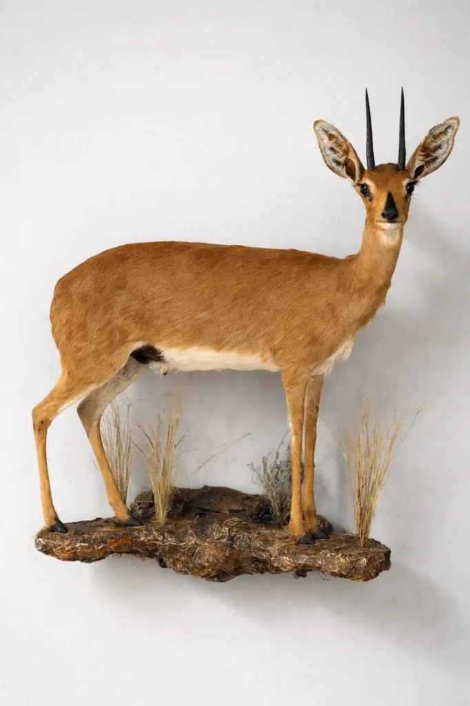 Full Mounts by Savuti Taxidermy
