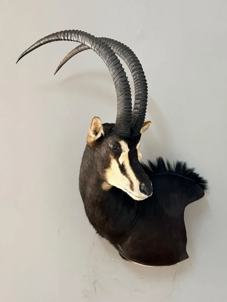 Shoulder Mounts by Savuti Taxidermy
