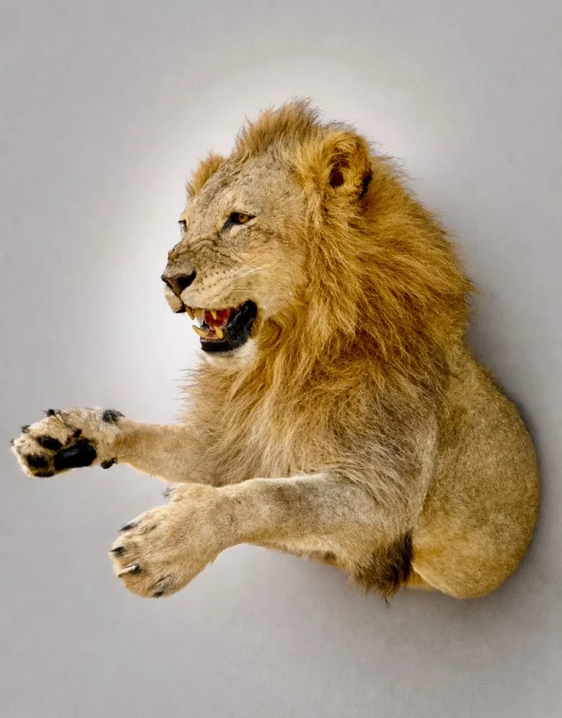 Half Mounts by Savuti Taxidermy