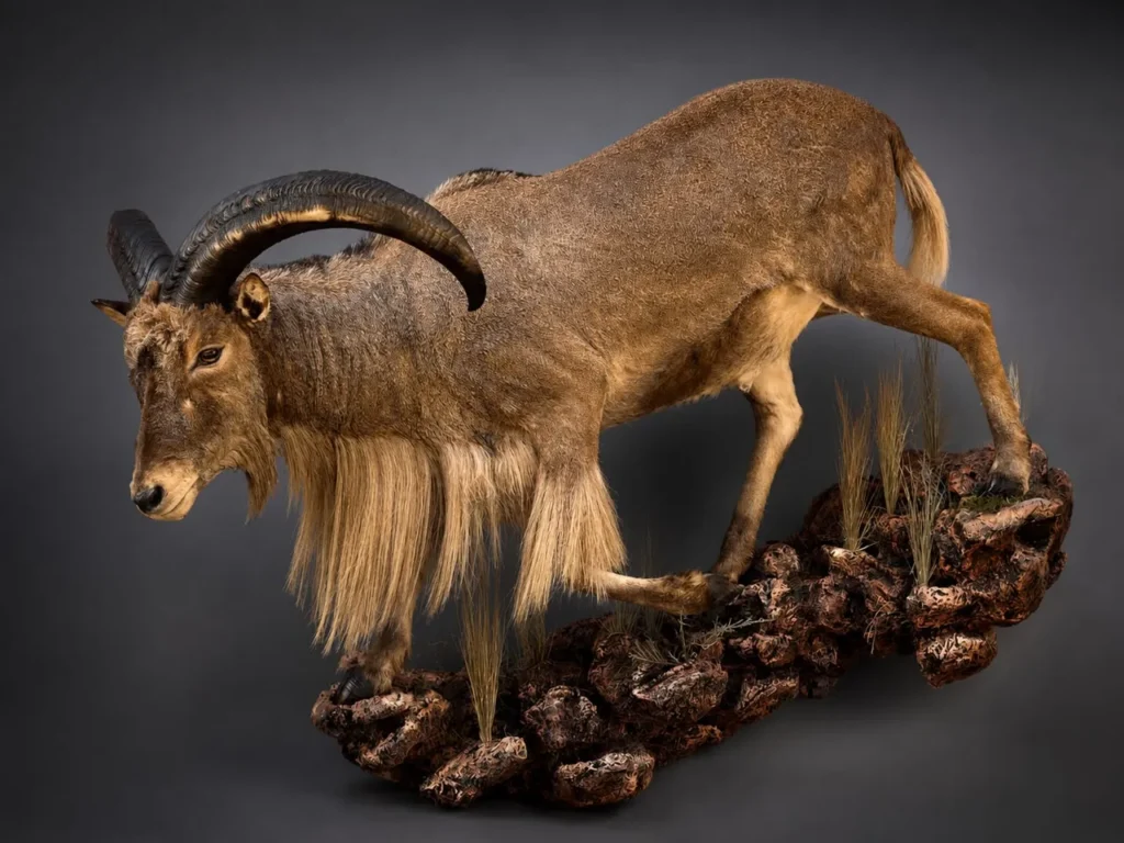 Full Mounts by Savuti Taxidermy