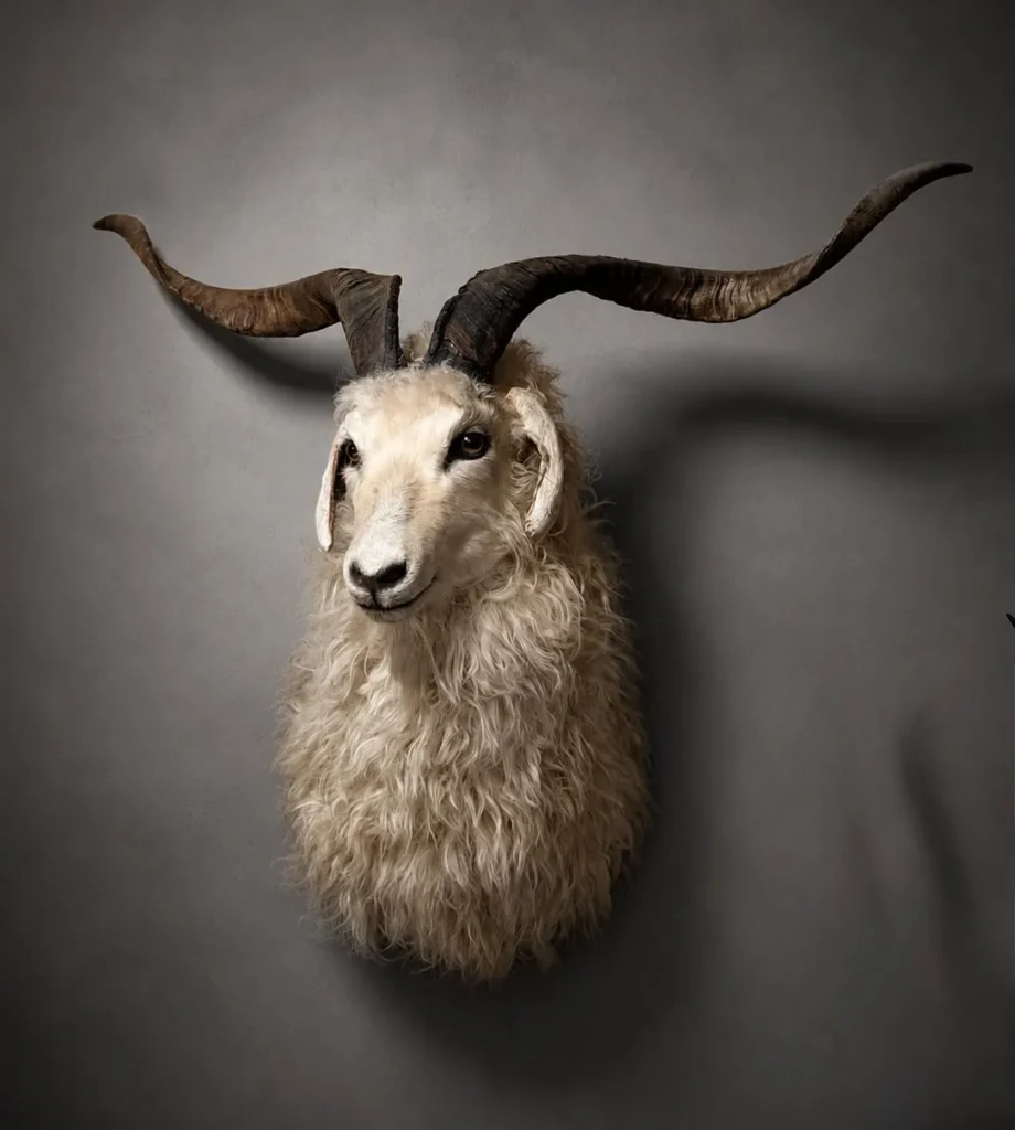 Shoulder Mounts by Savuti Taxidermy