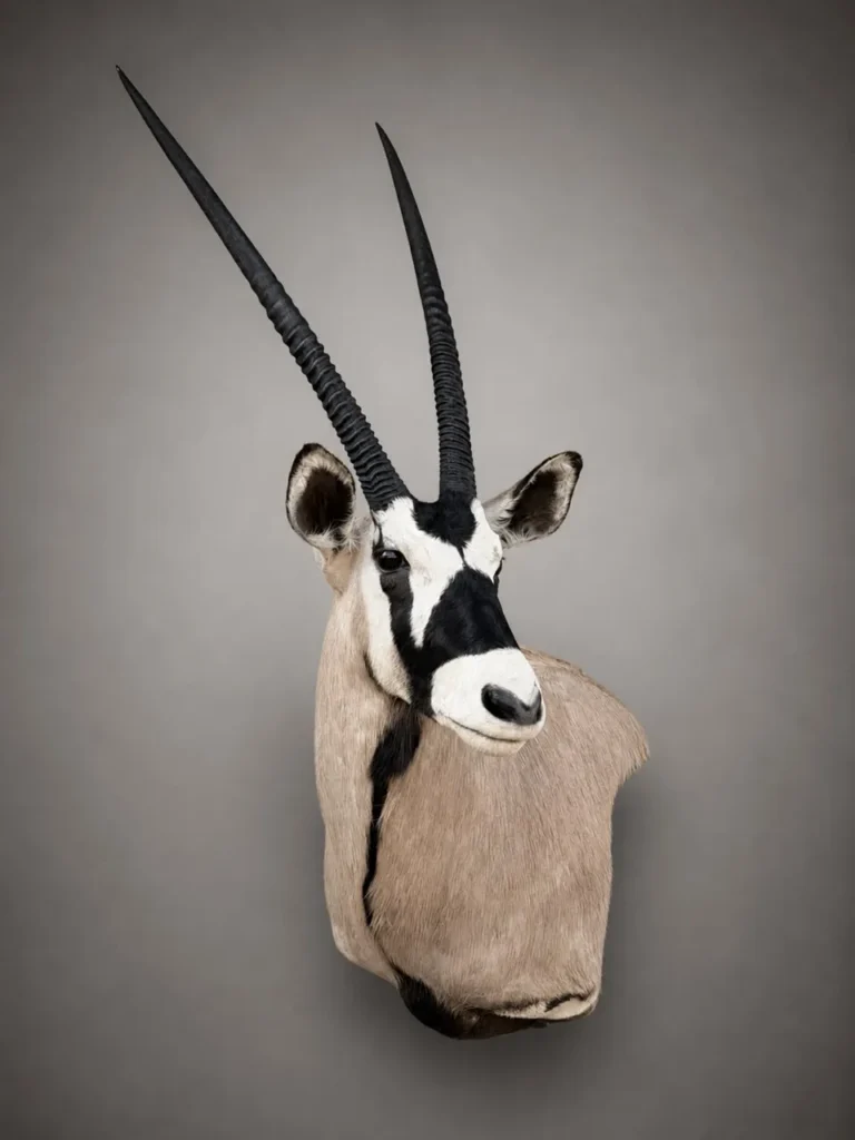 Shoulder Mounts by Savuti Taxidermy