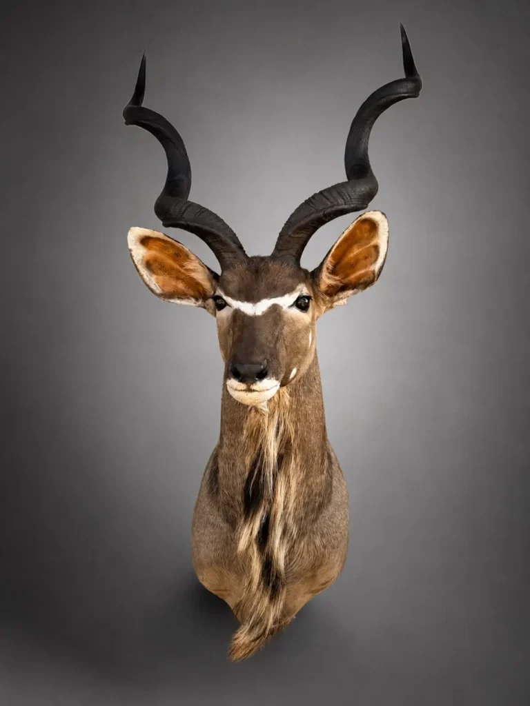 Shoulder Mounts by Savuti Taxidermy