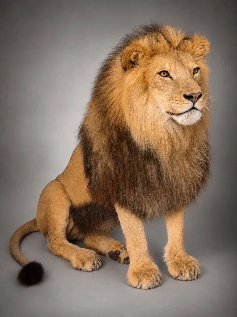 Full Mounts by Savuti Taxidermy