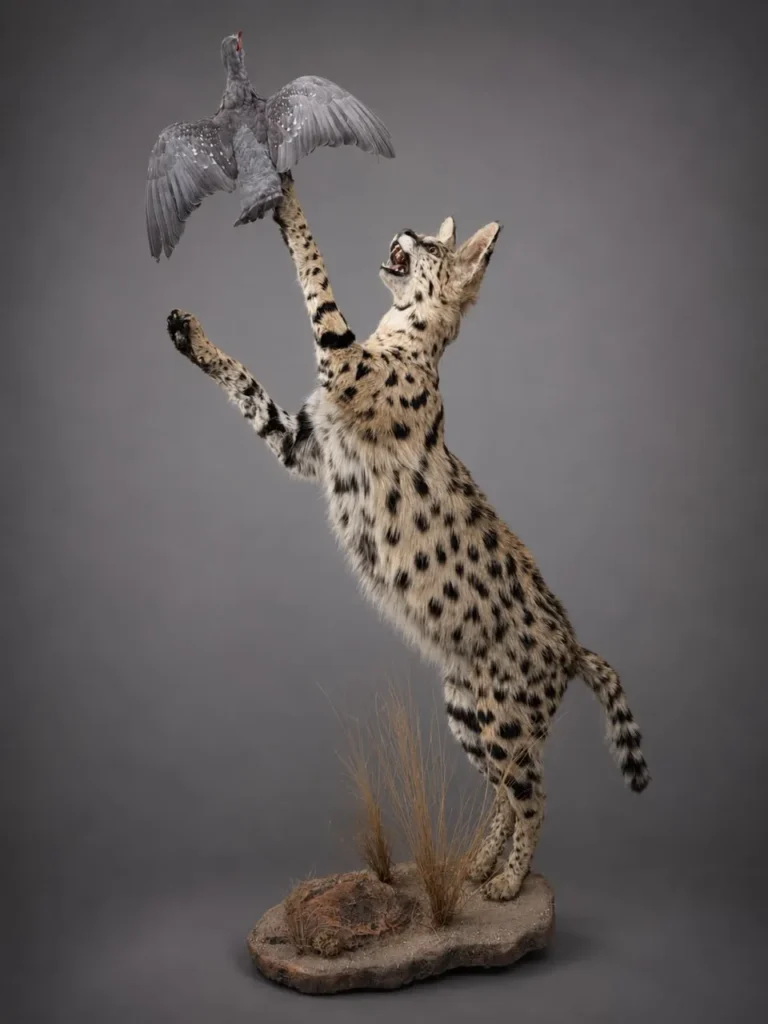 Full Mounts · Bird Taxidermy by Savuti Taxidermy