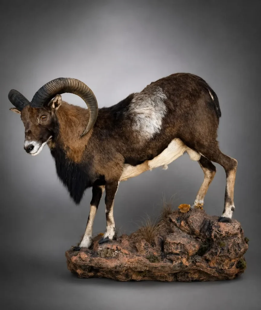 Full Mounts by Savuti Taxidermy
