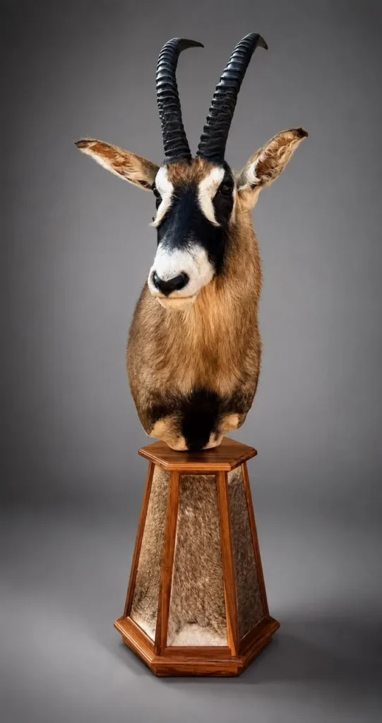 Pedestal Mounts by Savuti Taxidermy