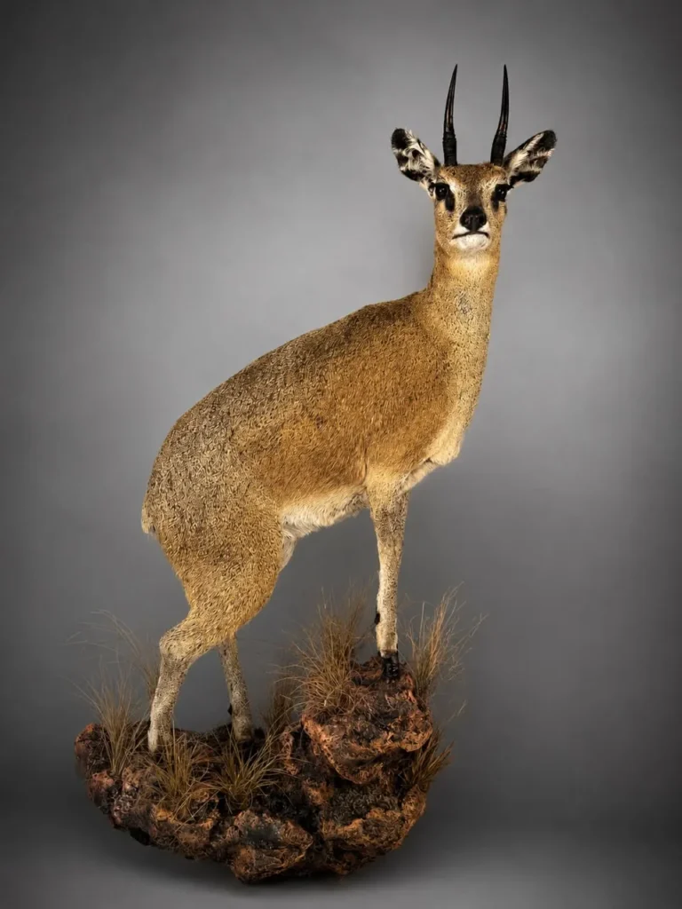 Full Mounts by Savuti Taxidermy