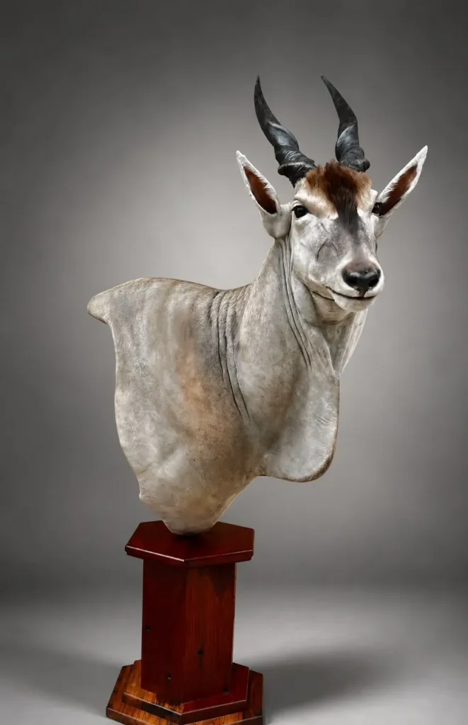 Pedestal Mounts by Savuti Taxidermy
