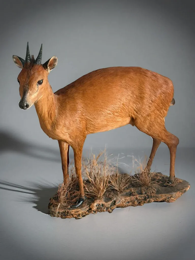 Full Mounts by Savuti Taxidermy