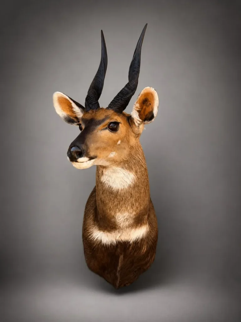 Shoulder Mounts by Savuti Taxidermy