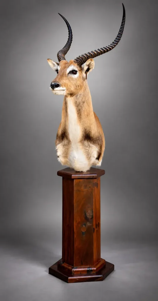 Pedestal Mounts by Savuti Taxidermy
