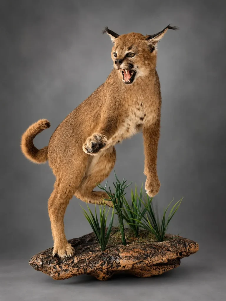 Full Mounts by Savuti Taxidermy