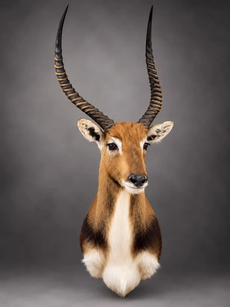 Shoulder Mounts by Savuti Taxidermy