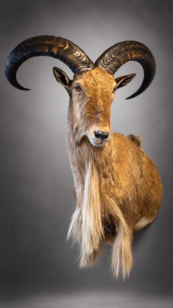 Shoulder Mounts by Savuti Taxidermy