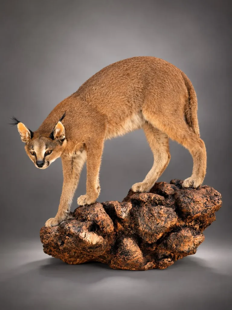 Full Mounts by Savuti Taxidermy